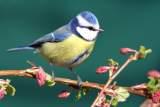 View 0 from article Awake To Bird Song In Your Garden