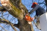 View 0 from article Tree Surgeon's Advice
