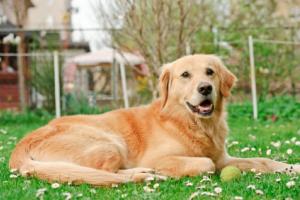 View 0 from article  Dog Friendly Garden Ideas for Dogs That Dig